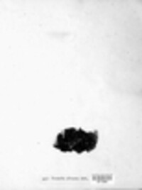 Melanohalea olivacea image